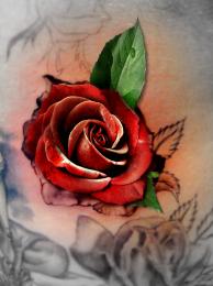 Rose tatoo